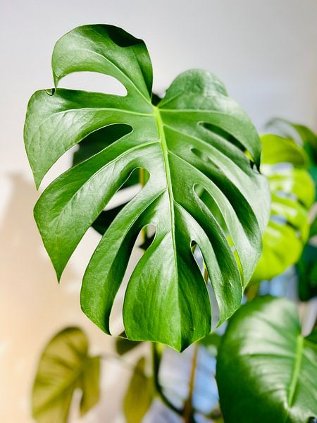 Monstera by Hello Pompoyo