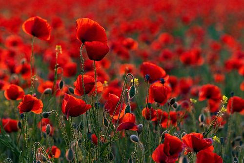 Poppyfield