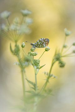 Orangefarbener Schmetterling auf Kuh-Petersilie