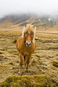 IJslands paard in de mist sur Karin Hendriks Fotografie