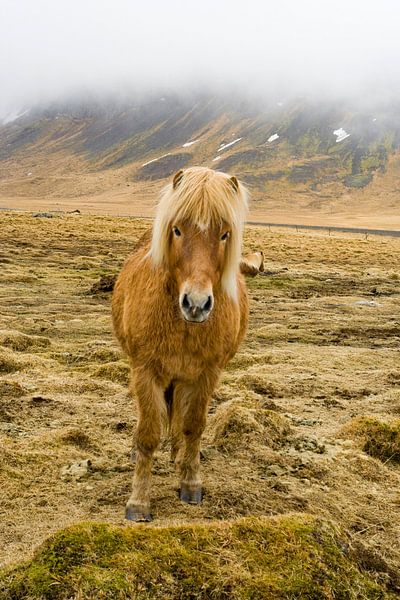 IJslands paard in de mist van Karin Hendriks Fotografie