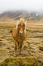 IJslands paard in de mist von Karin Hendriks Fotografie Miniaturansicht