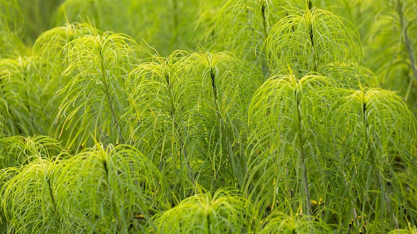 Frisse groene planten van STEVEN VAN DER GEEST