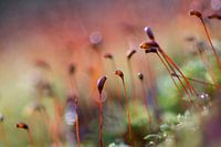 Blijvend herfst