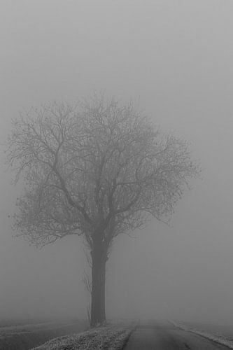Winterse mist van Anjo ten Kate
