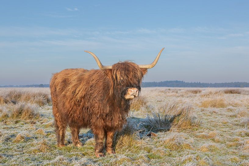 Schottischer Highlander in einer Winterlandschaft, Highlander von M. B. fotografie