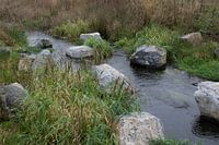 Brook in meadow