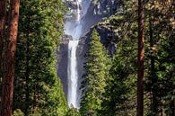 Lower Yellowstone Falls van Thomas Klinder thumbnail