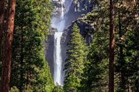 Lower Yellowstone Falls