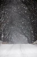 Neige