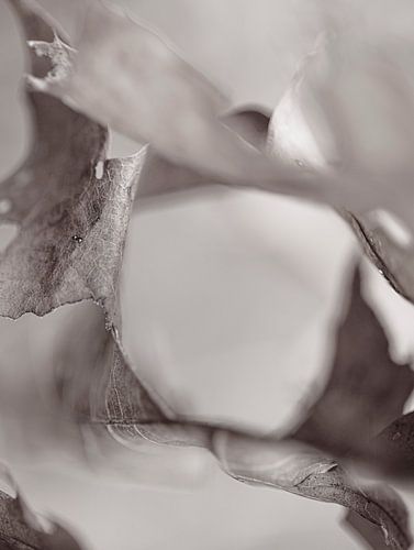 Herfst bruin eikenboom blad macro ontkleurd  abstract als in een storm