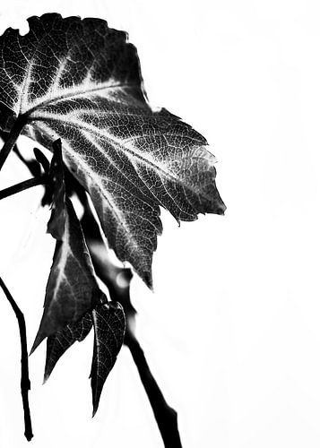 LEAVES MONOCHROM v5