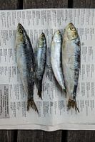 Frischer Fisch mit alten Nachrichten