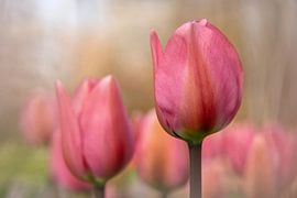Rosen-Tulpen von Mieke Geurts-Korsten