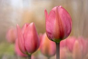 Tulipes roses sur Mieke Geurts-Korsten