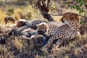 Cheetah Break van Peter Michel