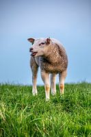 Schaap