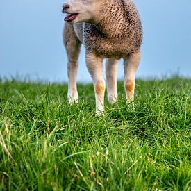 Moutons sur Angelique Niehorster