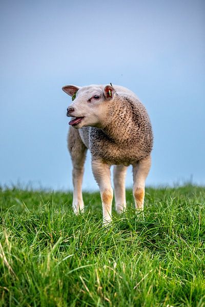 Sheep by Angelique Niehorster