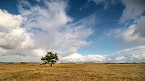 Einsamer Baum von Guido de Kleijn