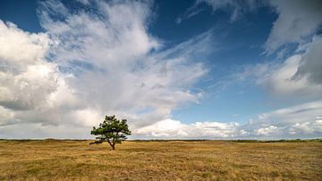 Lonely tree van Guido de Kleijn