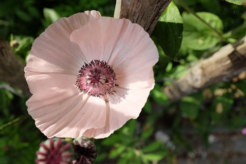 Le soleil dans les fleurs