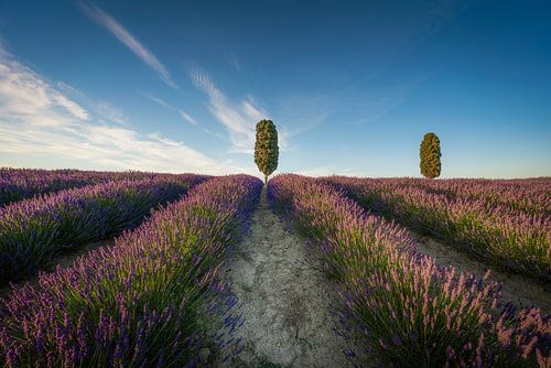 Lavande en Toscane et Cyprès Sentinelles au coucher du soleil