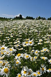 Ein Feld voller Wildblumen von Claude Laprise