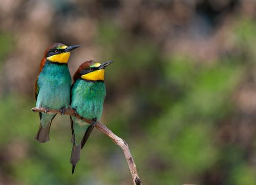 Bee-eater