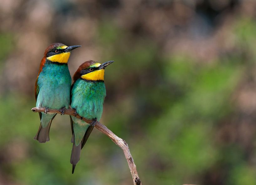 Bee-eater by John Dekker