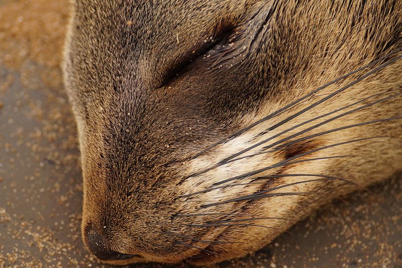Slapende Zeehond by Erna Haarsma-Hoogterp