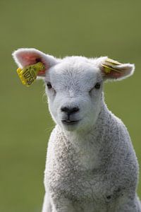 Nieuwsgierig lammetje