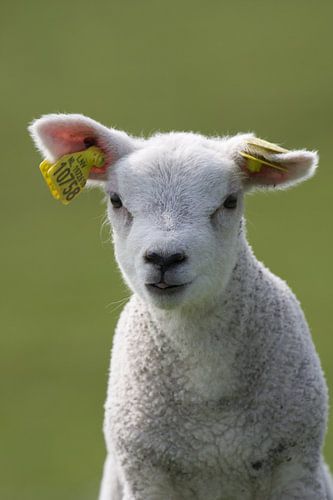 Nieuwsgierig lammetje