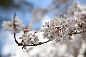 Apfelblüte im Frühjahr.