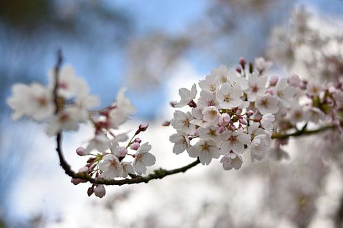 Fleur de pommier au printemps.