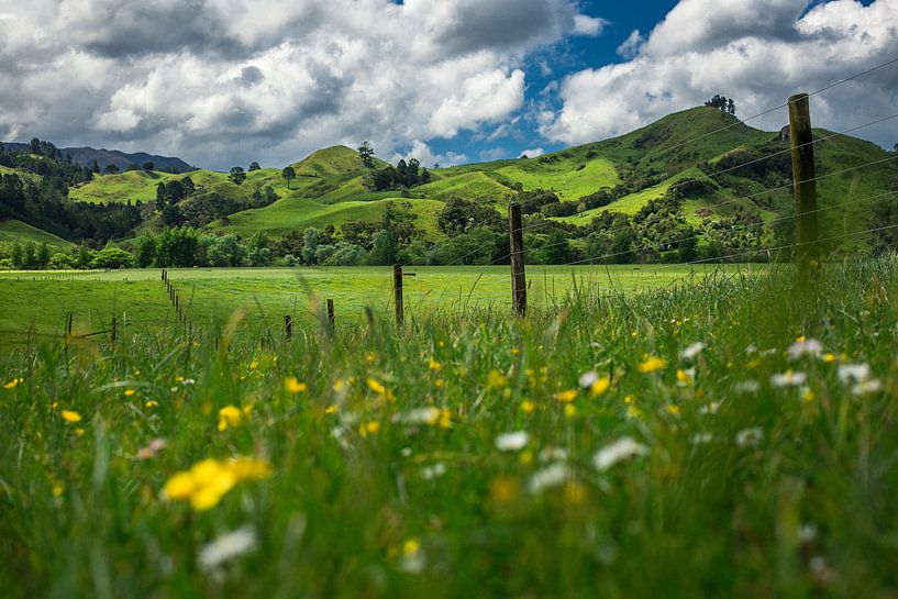 Groene heuvels van Coromandel, Nieuw-Zeeland van Martijn Smeets