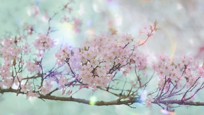 Wildkirsche von Ribbi