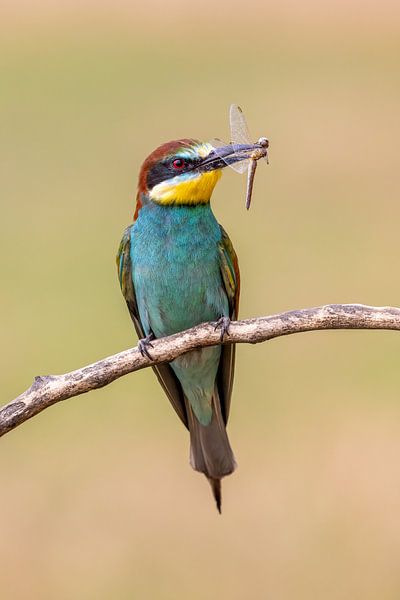 Bijeneter met libel van Teresa Bauer