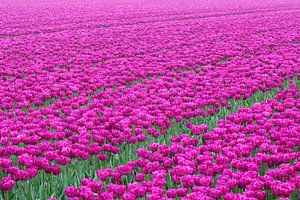Tulpen