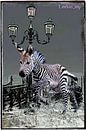Art Deco kleine zebra in venzia van Leeloo_mp thumbnail
