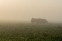 Die Silhouette einer Kuh im Nebel