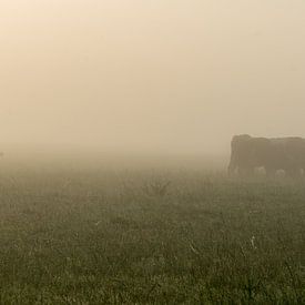 Sillhouette d'une vache dans la brume sur Willie Kamminga