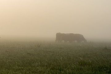 Sillhouette d'une vache dans la brume sur Willie Kamminga