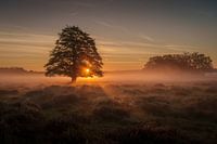 Sunrise Veluwe Netherlands