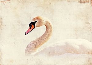 Peinture de cygne | Solitude gracieuse