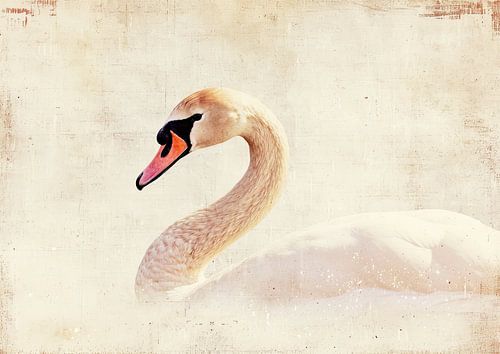 Schwan Malerei | Anmutige Einsamkeit