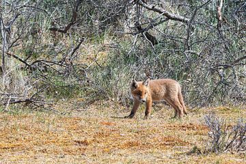 Junger Fuchs schaut auf seinen Lebensraum von Merijn Loch