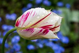 Bloem van Marcel van Laar