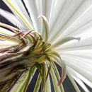 Cactusbloem van Wim van Gerven thumbnail