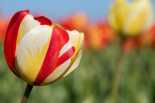 clawed tulip